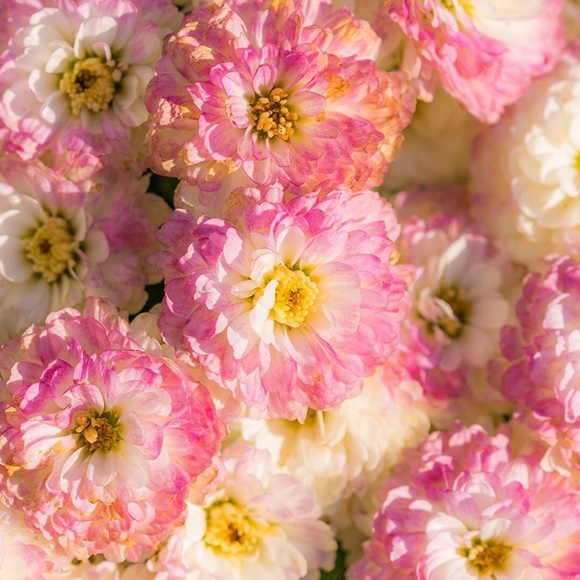 Meet your Posher, Patrice - Picture 1 of 1